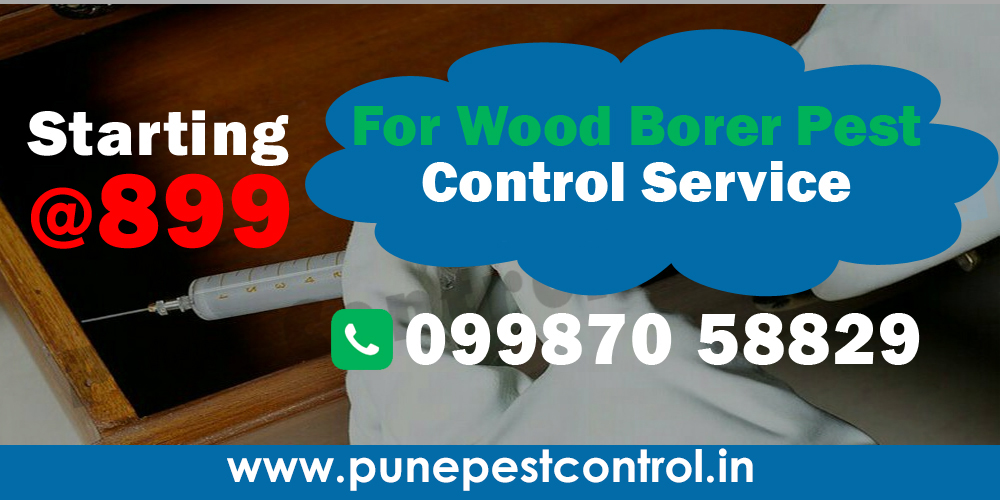 wood borer Pest Control